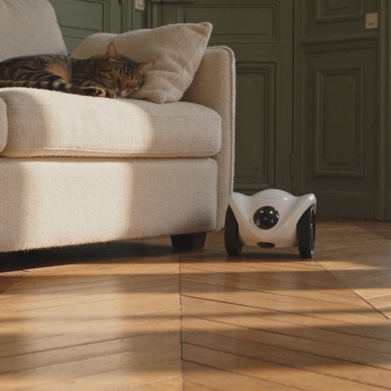 PawCam Feeder roulant sur le sol d'un salon, caméra robot mobile pour chat et chien